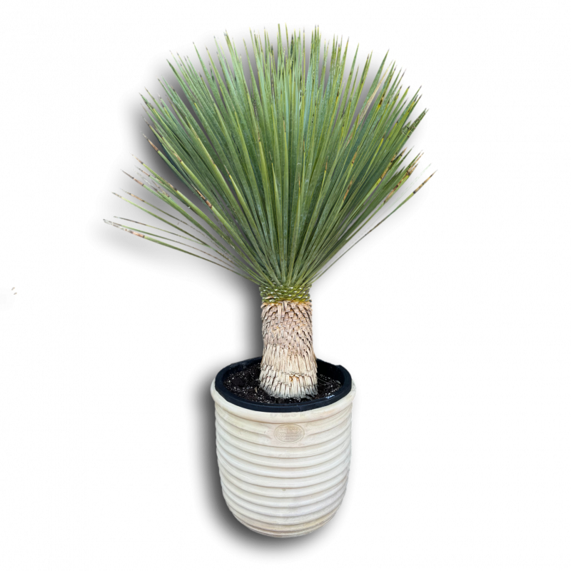 Yucca Rostrata