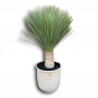 Yucca Rostrata