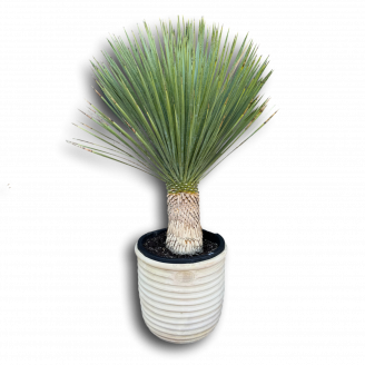 Yucca Rostrata