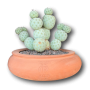 Tephrocactus