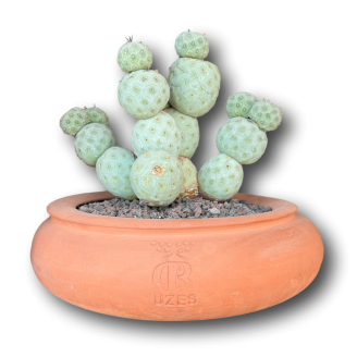 Tephrocactus